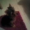 Lola