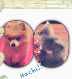 Hachi