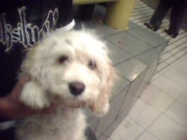 kelvin