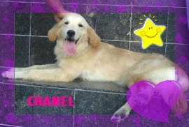 Chanell