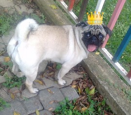 Princesa