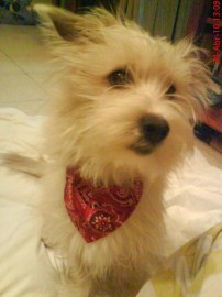 LOPERA