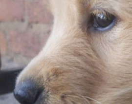 Lola