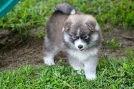 Regalo  cachorros de pomsky