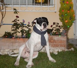 Tony el gordo