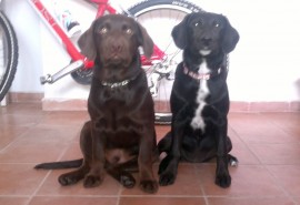 loki y goldi