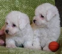   	  puro cachorros bichon frise en contacto ahora 