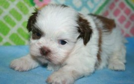 adorables perritos de Shih Tzu en contacto ahora 