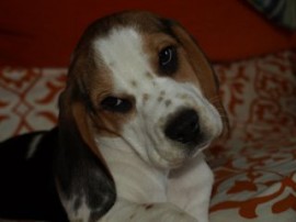 Budy