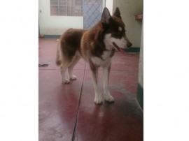 Apolo