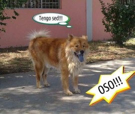 Oso