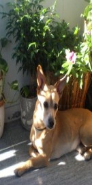 canelo