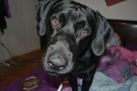 Draco