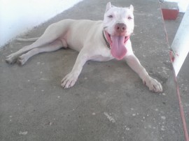 Rocko