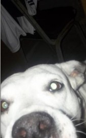 Blanca 
