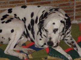 Manchas