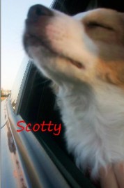 scotty