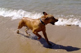 canelo