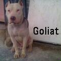 goliat