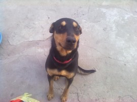 Neron