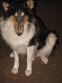 Lassie