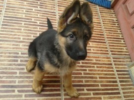 Thor(nombre artistico)