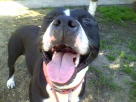 troya