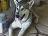 lola