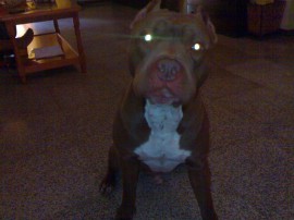 zeus pitbull red nose