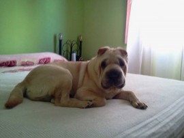 Yaco