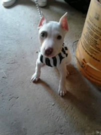 maxxx pit bull con bull terrier