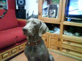 Goyo