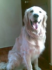 FIGO