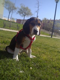 DUKE