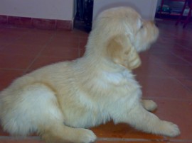 TEO