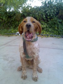 Bruce