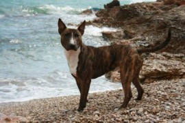 Tyson (bull terrier con pitbull)