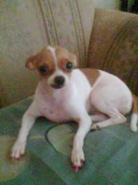 Chuchis