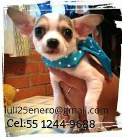 cachorros