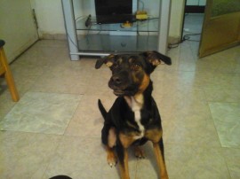 tyson