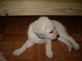 Homero