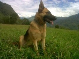 Maya