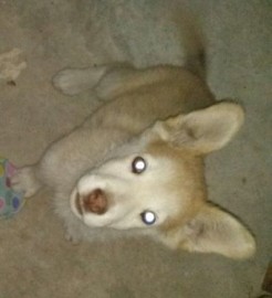 Balto
