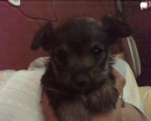 Hachi