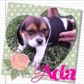 Ada