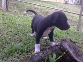 jagger