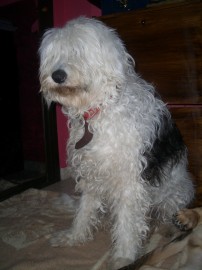 COCO