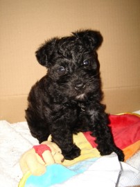 Chiky