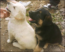 Cachorritos :)