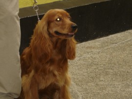 TOMAS